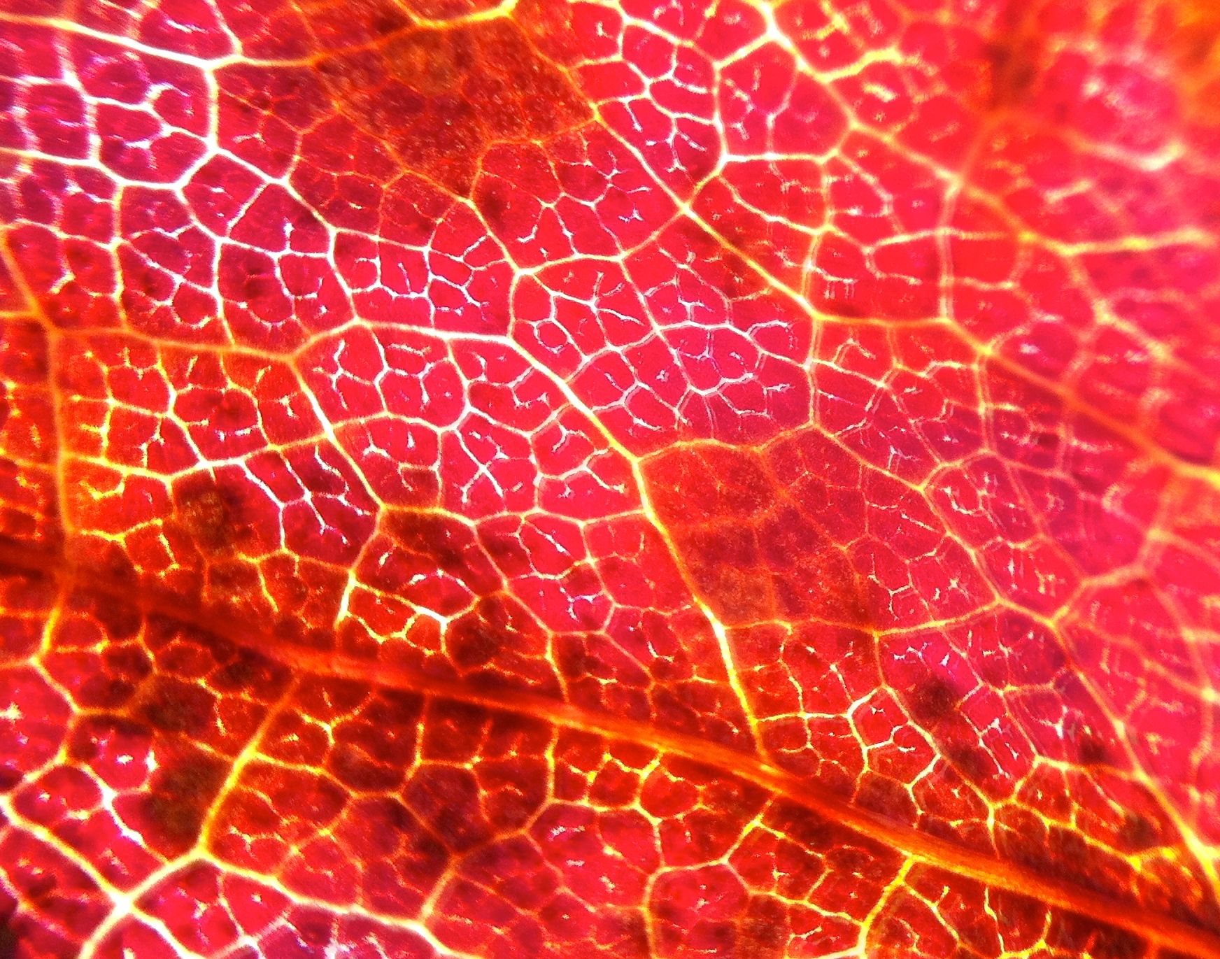 sun shining through a red, fall leaf